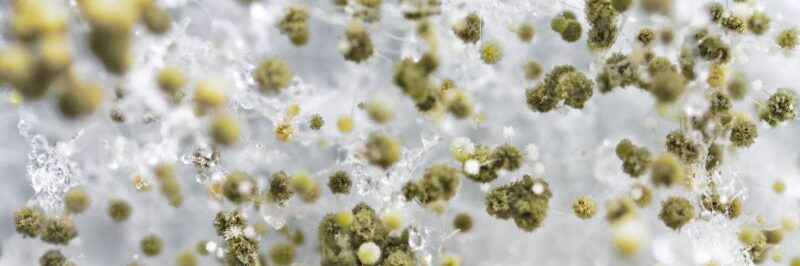 Mold Remediation For Landlords